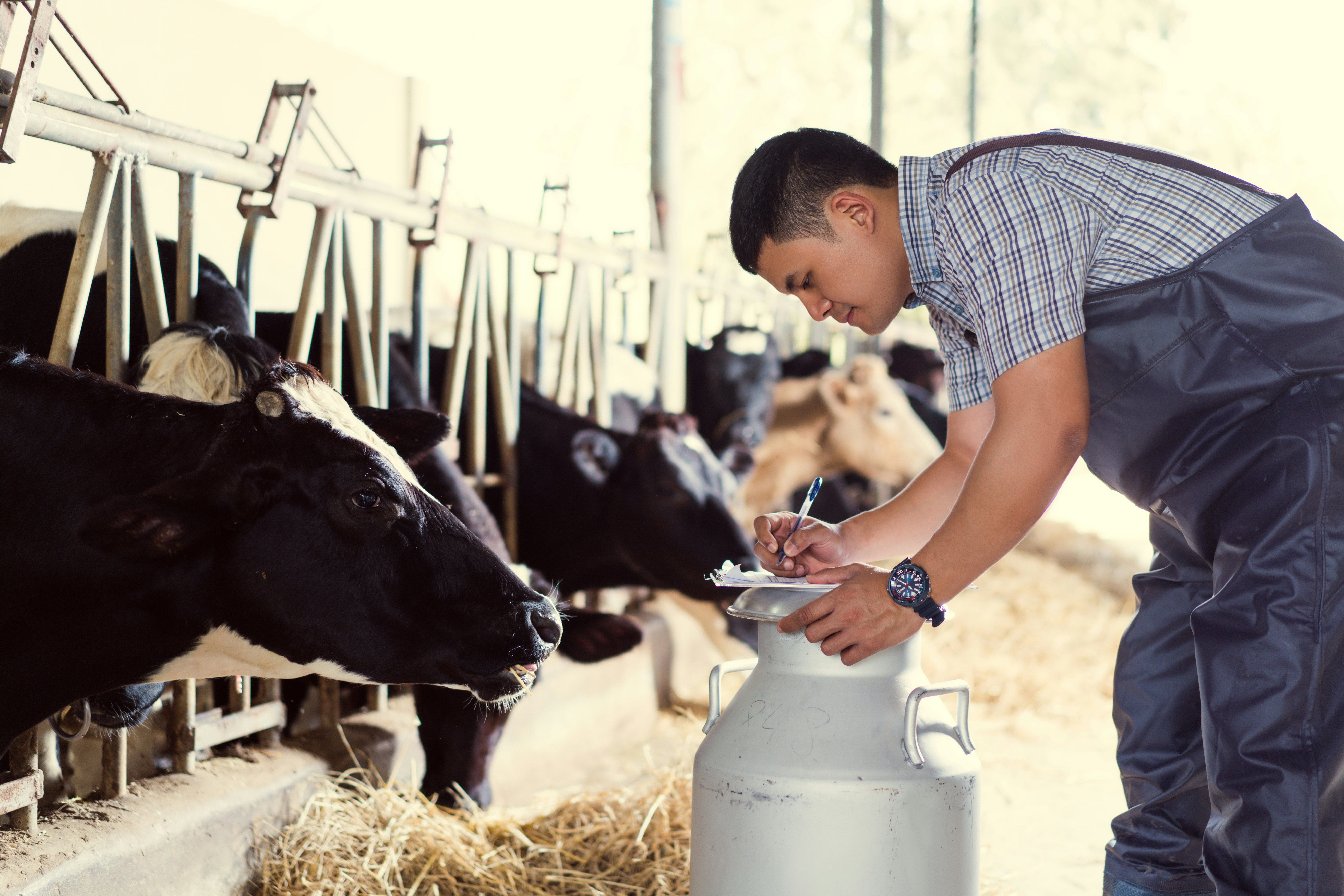 Dairy Farm