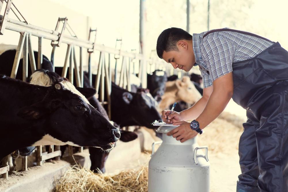 Dairy farm worker with cows