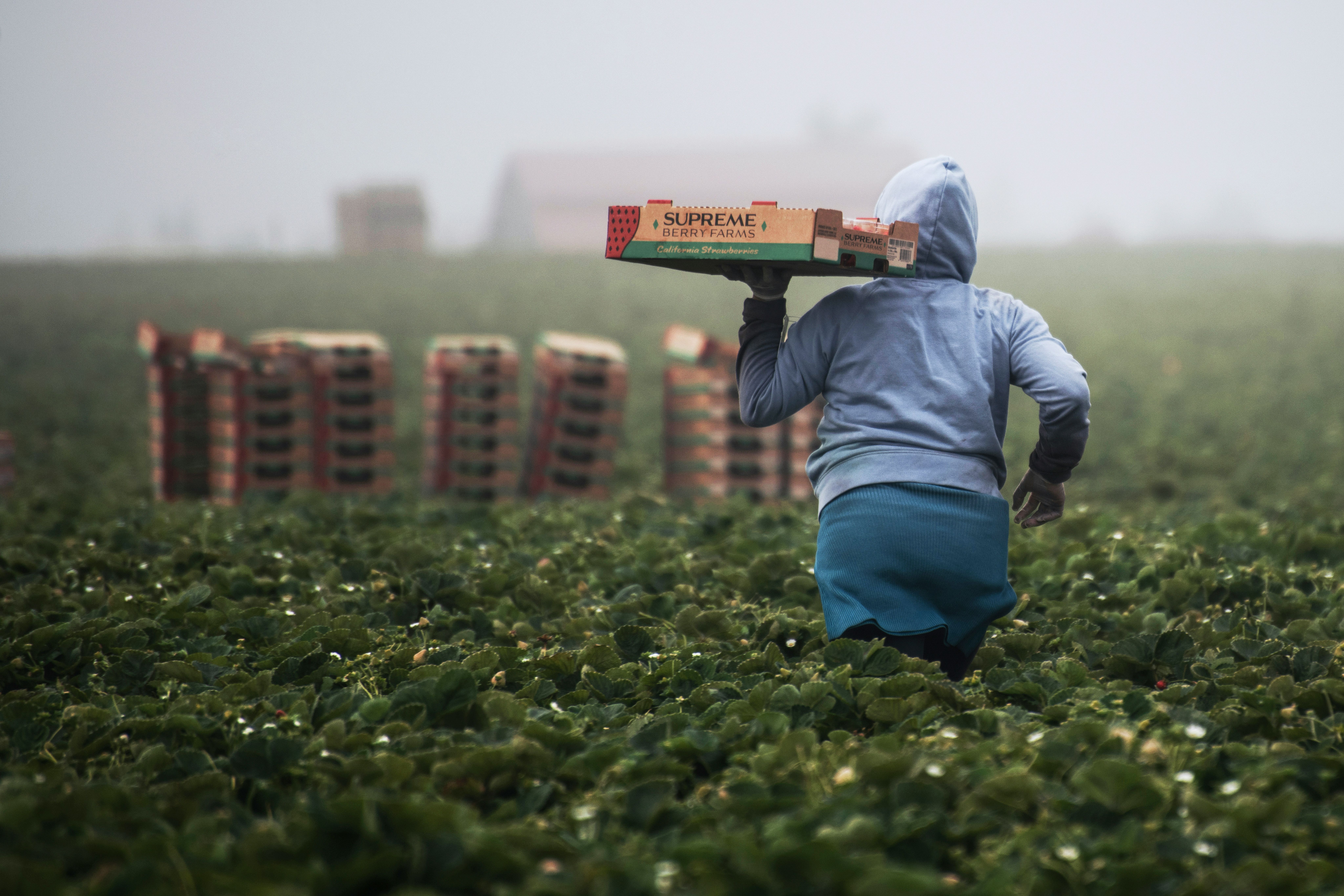 Harvest worker
