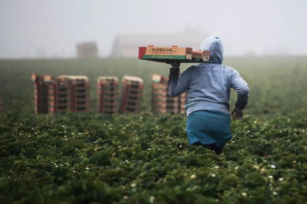Agriculture worker