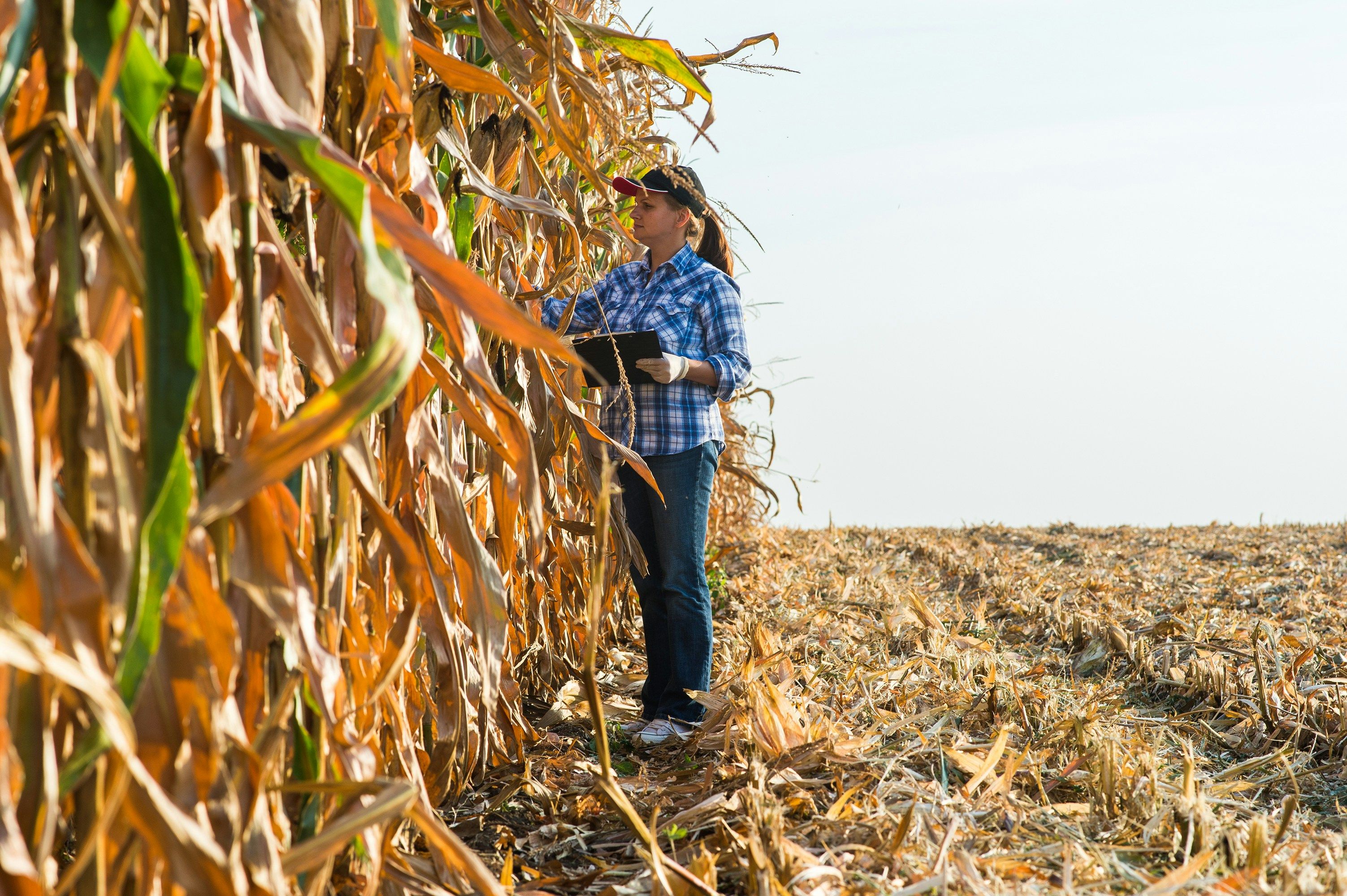 Harvest worker