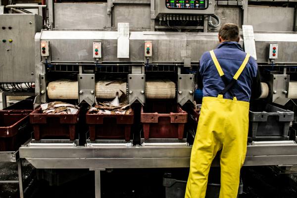 Seafood processing