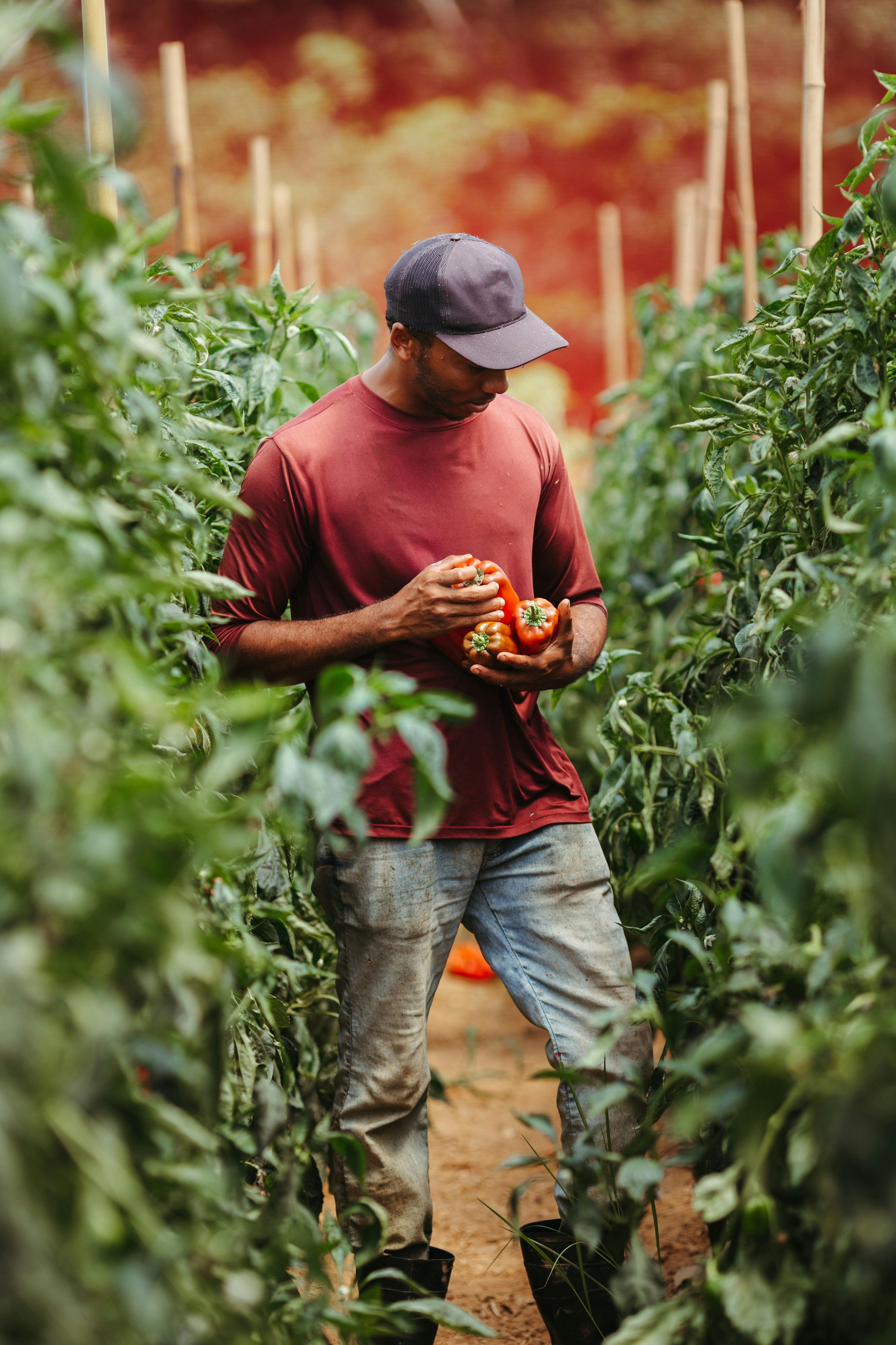 Agriculture