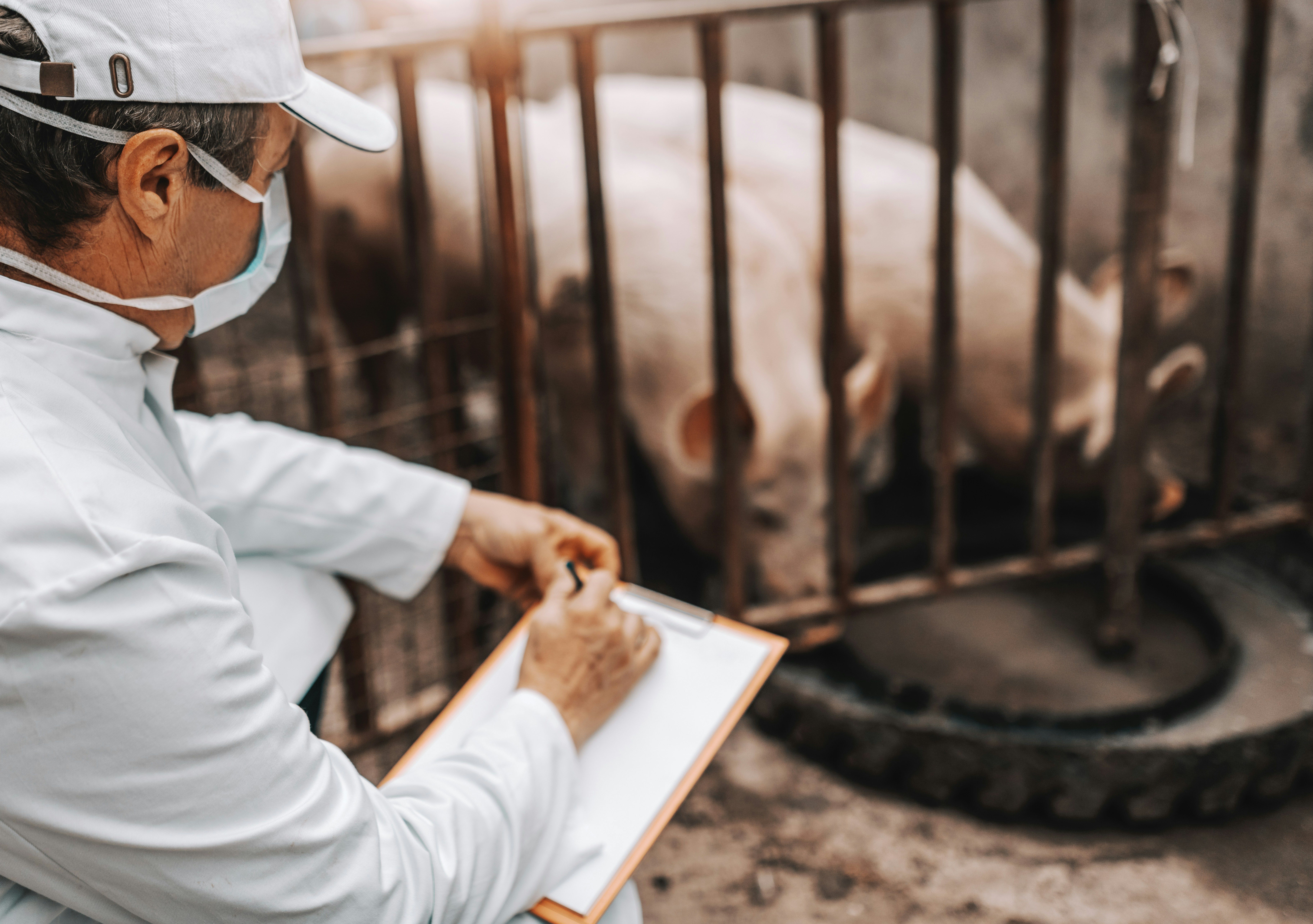 Hog farm worker