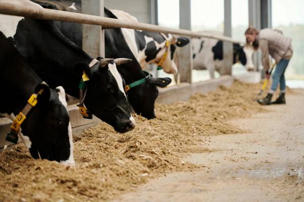 Dairy