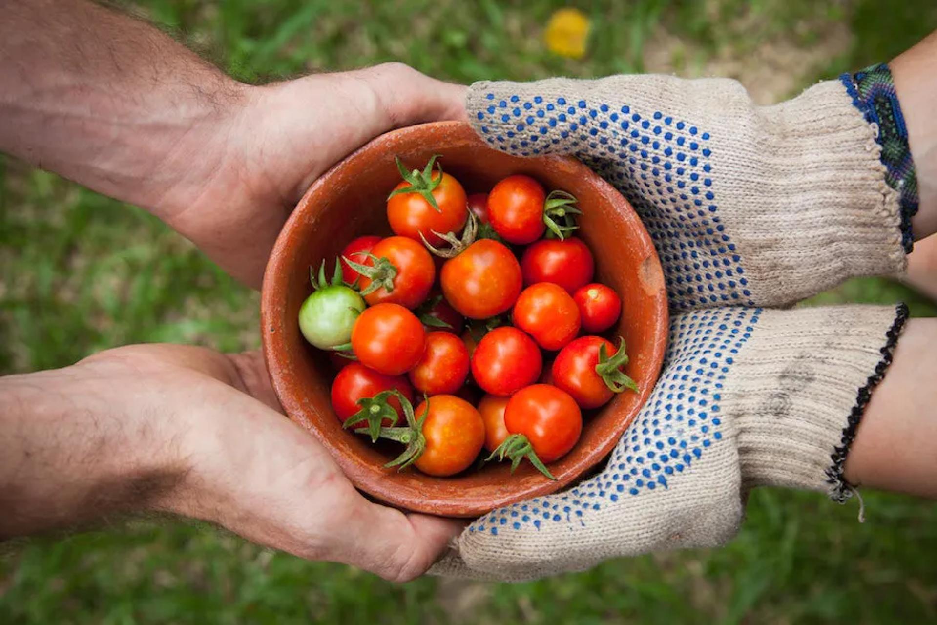 A bowl of freshly picked tomatoes 