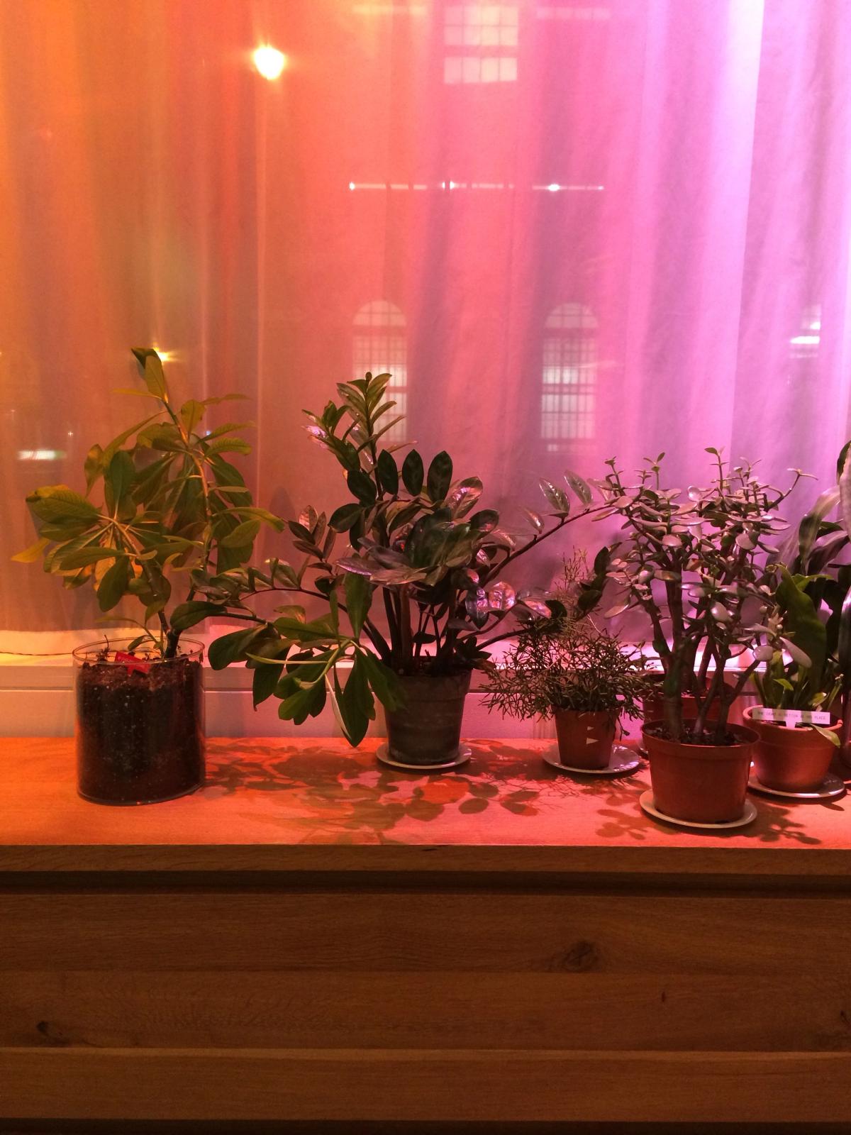 Kiosk Holiday Pop-up