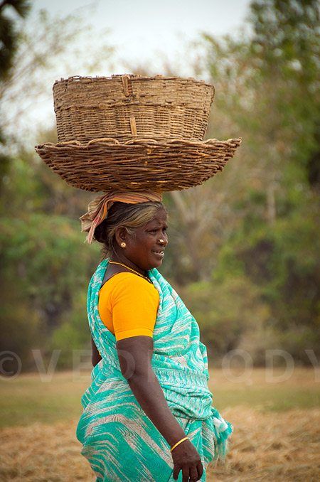 Rice, food of the south image