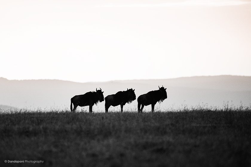 Kenya - The Craddle of Life, Part 1