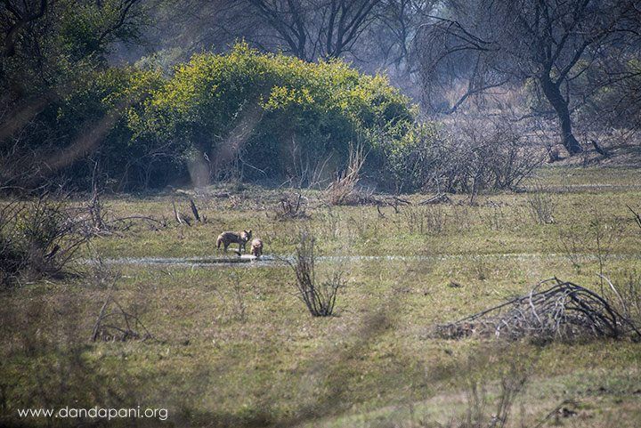 Jackals devouring a carcass in the water...