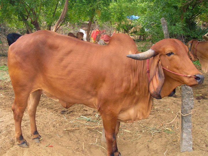 Respecting your elders...including the cows