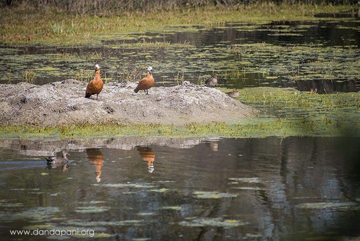 These two flew all the way here from Mongolia for the winter....wow, what a flight that must have been.