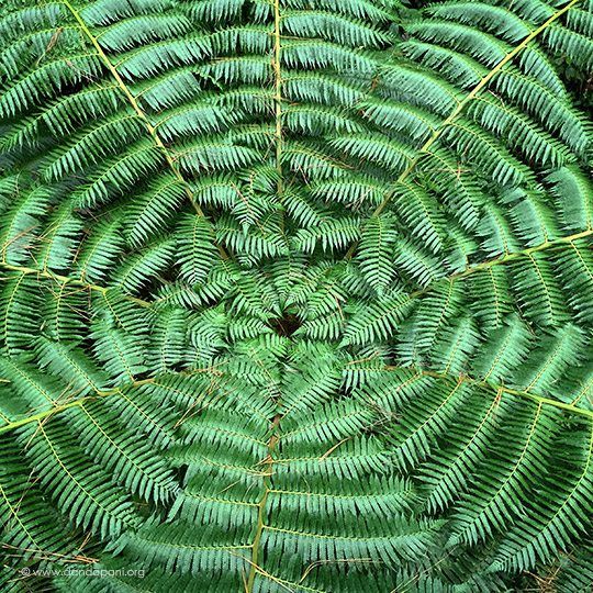 Australian Fern Tree - Cyathea Cooperi