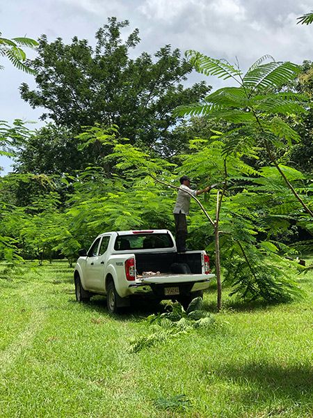 Nick pruning the Delonix Regia trees along the Ashram driveway