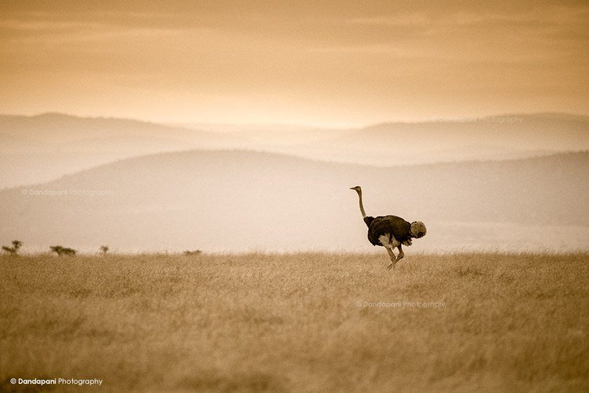 Ostrich