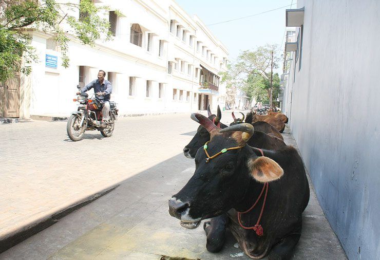 Relaxed cows of Pondicherry image