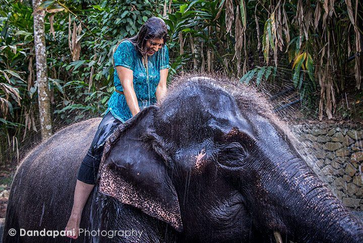 bathing-elephants-periyar-india-4