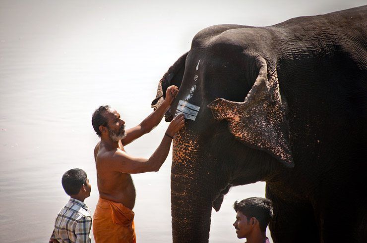 Bathing the Elephant image