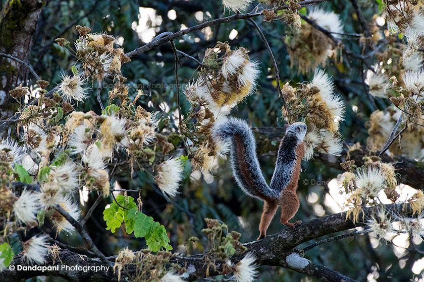 Gratitude and Specificity