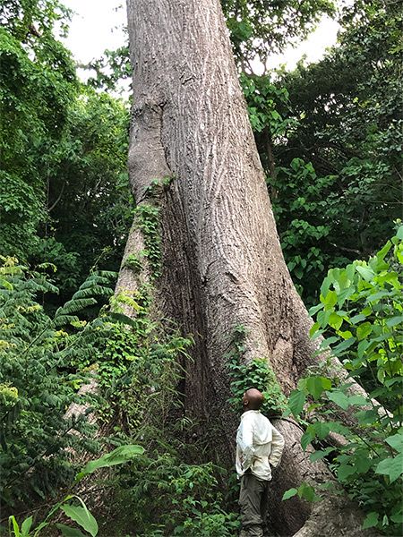 The giant Ceiba Pentandra tree on the property