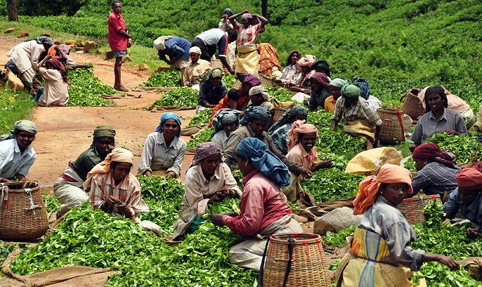 Periyar or Thekaddy in the western ghats of Kerala in South India is a refuge of lush green forests, tea and spice plantations.