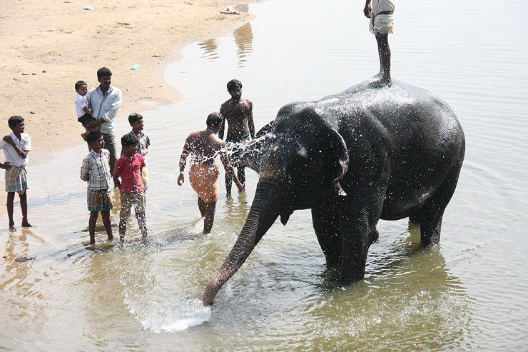 Bathing the Elephant image