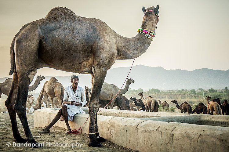 A camel herder with his herd of camels.