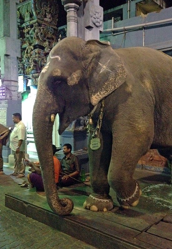 Pondicherry Temple Elephant