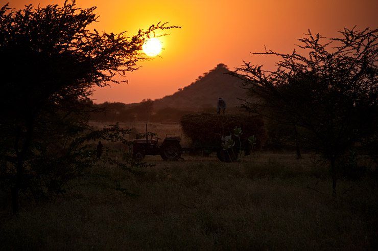 Camels and Campfire in the Desert image