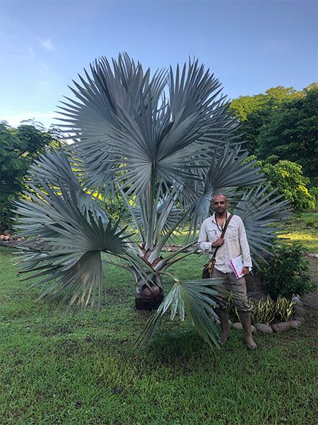 Our Bismarkia Nobilis palm has grown a lot in the last year.