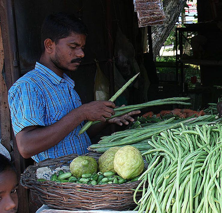 The Indian drumstick image
