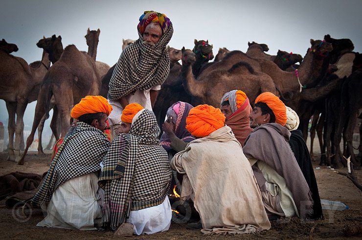 Pushkar Camel Fair, Rajasthan, India.
