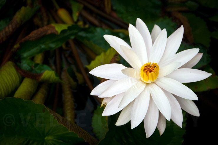 Java's Buddhist Sanctuaries image