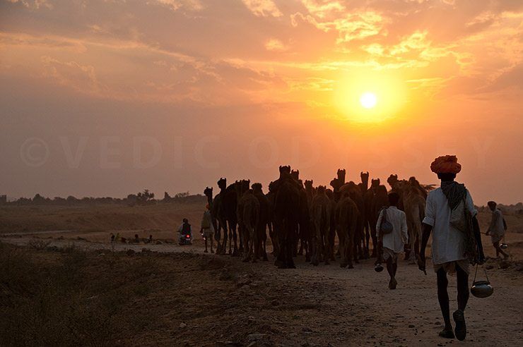 Pushkar Camel Fair 2011