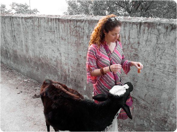 Stacey Green feeds a cow in Rishikesh and tells of her experiences with cows in India during her Vedic Odyssey spiritual adventures.