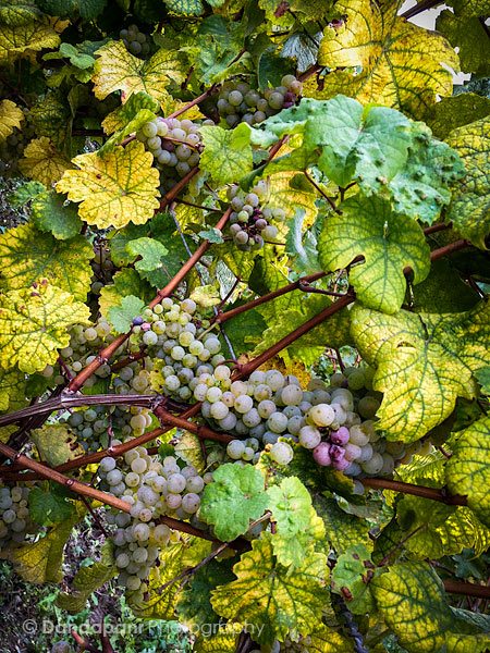 Germany's gorgeous wine country
