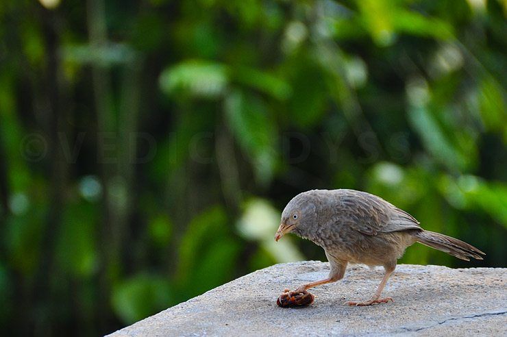 bird