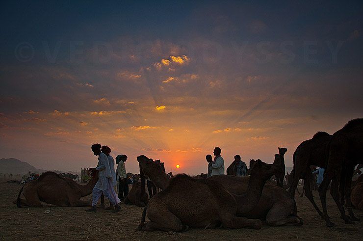 Pushkar Camel Fair
