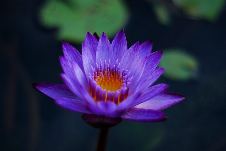 A purple lily in full bloom