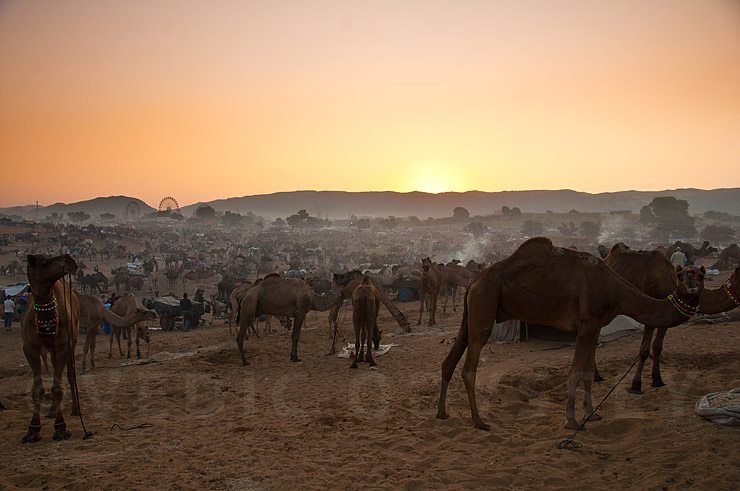 Pushkar camel Fair 2011, Rajasthan.