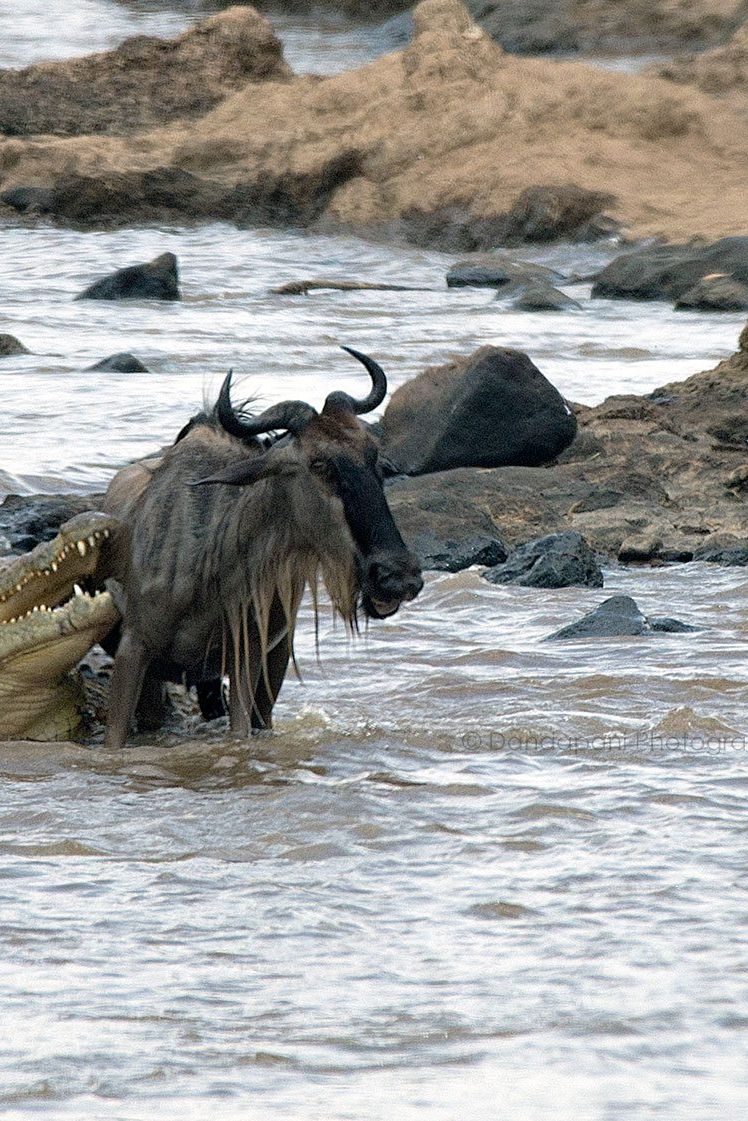 In August 2016, during a visit to the Maasai Mara in Kenya, I got to witness the Great Migration. One scene stood out more than any other - this fight between a crocodile and a wildebeest. After what seemed like an endless battle the wildebeest escaped.