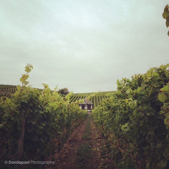 Germany's gorgeous wine country image