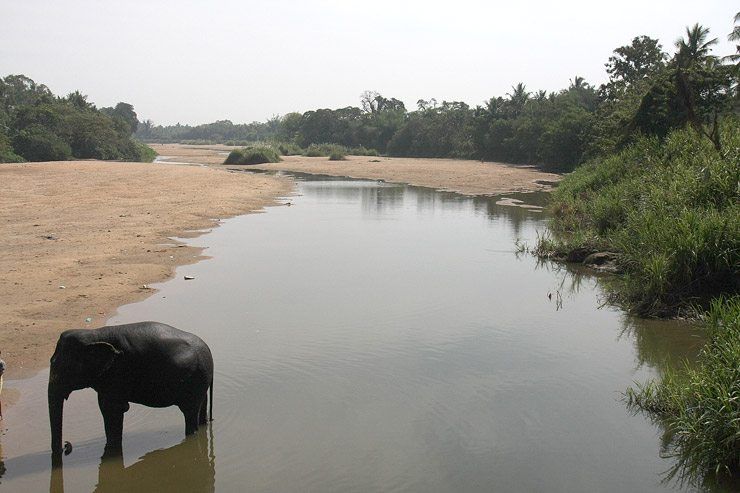 Bathing the Elephant image