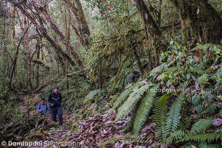 As we head into higher elevation we enter a gorgeous rhododendron forest.
