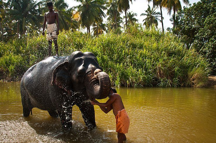 Bathing the Elephant image