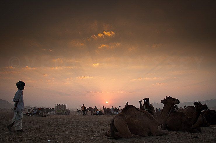 Pushkar Camel Fair