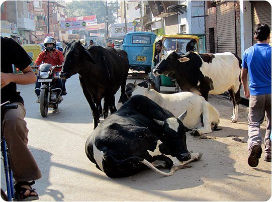Stacey Green feeds a cow in Rishikesh and tells of her experiences with cows in India during her Vedic Odyssey spiritual adventures.