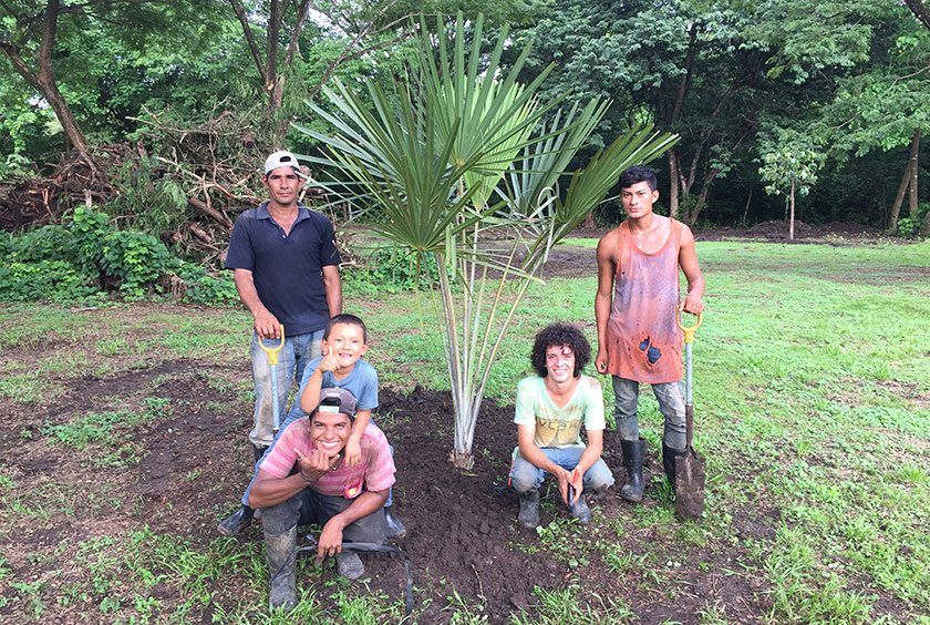 Another palm tree in the ground that sits at the entrance to our palm jungle.