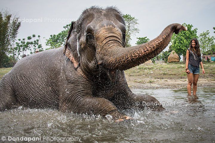 chitwan-jungle-elephants-bath