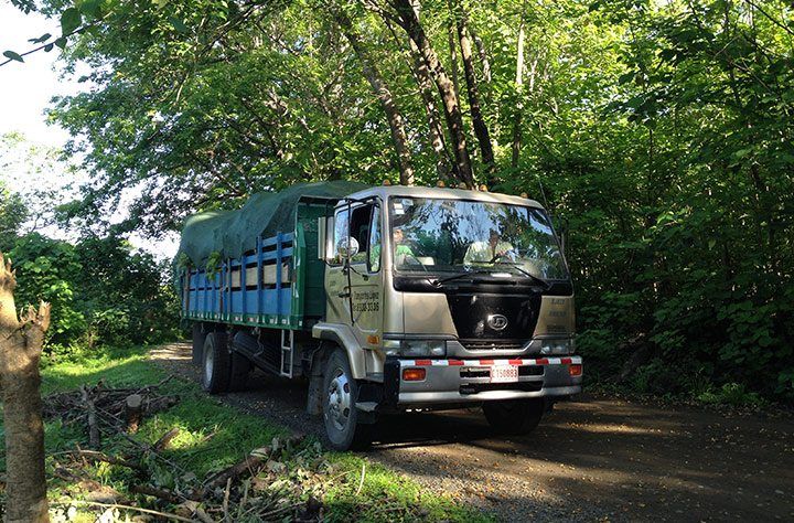 The truck arrives with all the trees on it.